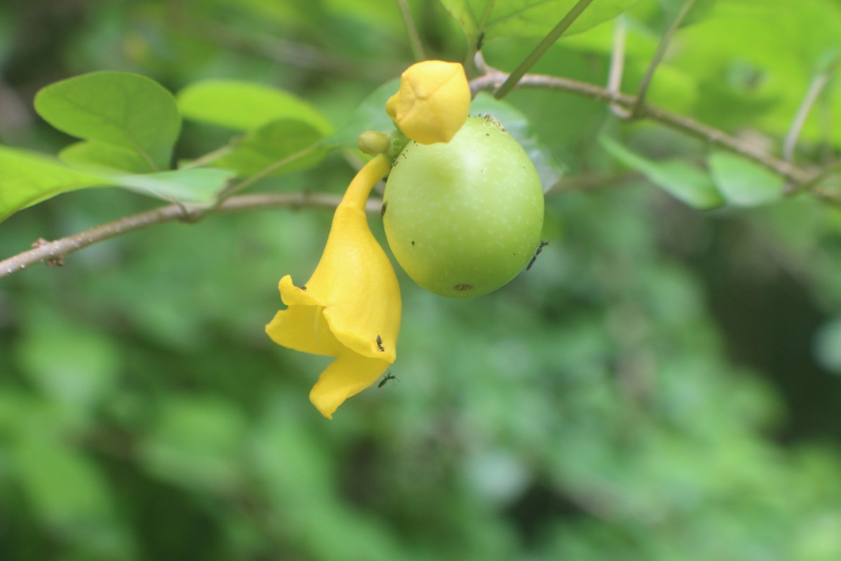 Gmelina asiatica L.